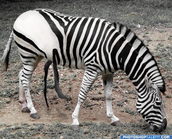 White Zebra with Black Strips 